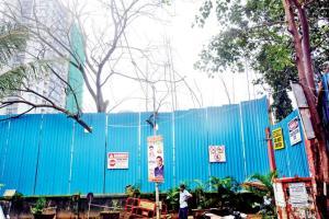 Not killed, trees dying naturally in Andheri, says BMC