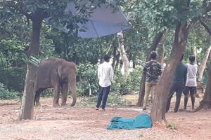 One more elephant dies due to Herpes Virus infection in Odisha