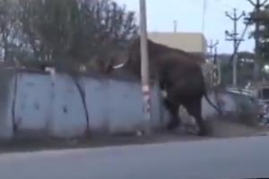 Unable to find way back to forest, herd of elephants climb wall