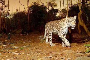 Decomposed, semi-burnt body of leopard found in Maval village