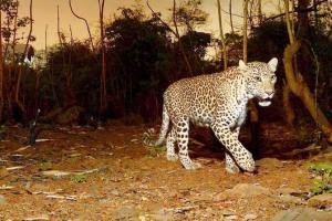 Will leopards save Aarey? Battle to save green lung goes international