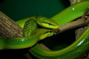 Woman sits on snakes who were mating, gets bitten and dies