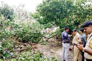 Mumbai: Rotten tree collapses on MHADA property, one dead, one injured