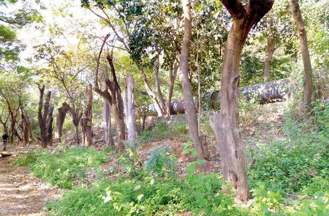 Aarey Colony
