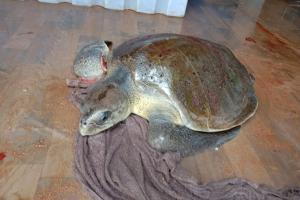 Sea turtle rescued from Versova beach