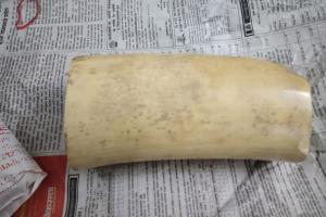 Mumbai crime: Two nabbed for trading elephant tusk in Ghatkopar