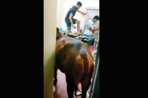Cattle menace at IIT Bombay: Cow pays visit to hostel room yet again