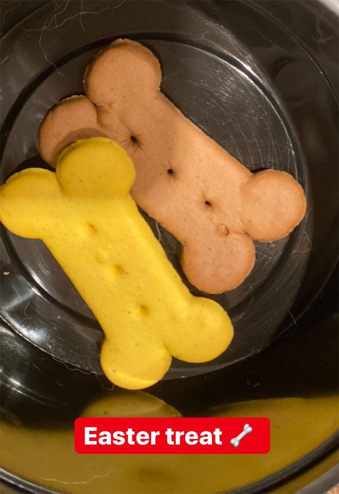 Kim Sharma got her pet dog all ready for Easter, she shared an Insta story on Shylo all 'bathed and ready in his Easter best,' she captioned the image. She even shared a photo of the treats she had for him.