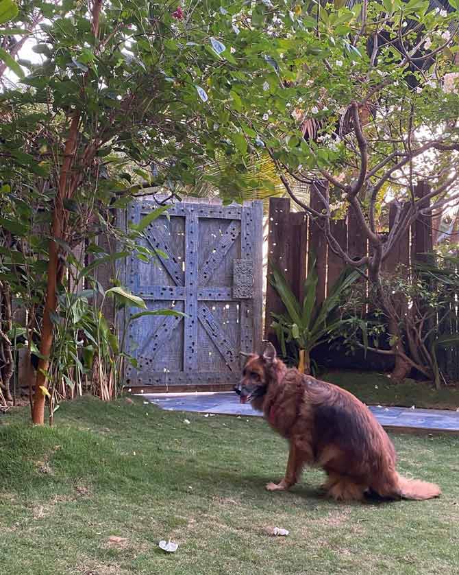 The actress's pet seems confused by the lack of activity around the house! Twinkle Khanna shared a quote by John Steinbeck that reads, 