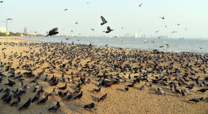 While there was no one to feed the pigeons at Chowpatty, a large number of people gathered outside Saidham Temple to submit and fill form for food during a nationwide lockdown at Thakur Complex, Kandivali in Mumbai.