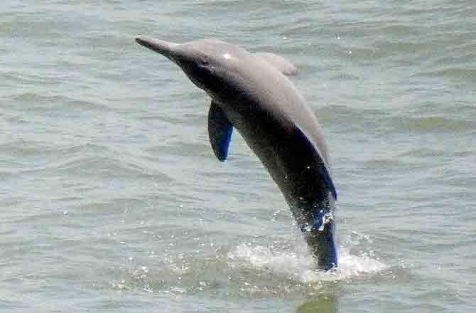 Videos of dolphins, apparently swimming near Mumbai sea shore, went viral on social media, with some attributing the phenomenon to lack of fishing activity recently owing to the coronavirus situation. (Picture/Darshan Khatau-wildlife enthusiast)