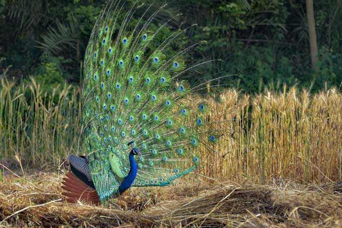 Peacocks have been sighted in the lanes of South Mumbai amid the Coronavirus lockdown (Picture/PTI)