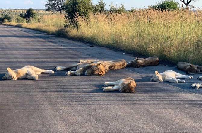 In a rare sight, pictures of a pack of lions  sleeping in the pathways of the Kruger National Park in South Africa after the park shut due to the lockdown imposed in the country.