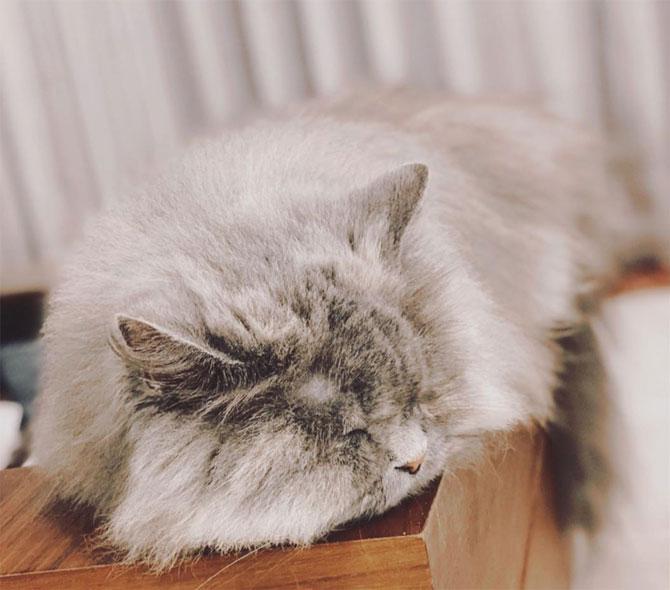 Vaani Kapoor also shared pictures of her pet cat, who looked all cute as she was sound asleep. 