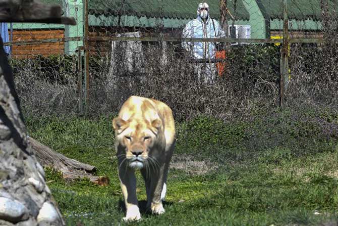 A worker disinfects the area next to a lion enclosure at the zoo closed to the public, in Macedonian capital of Skopje amid the COVID-19 outbreak.