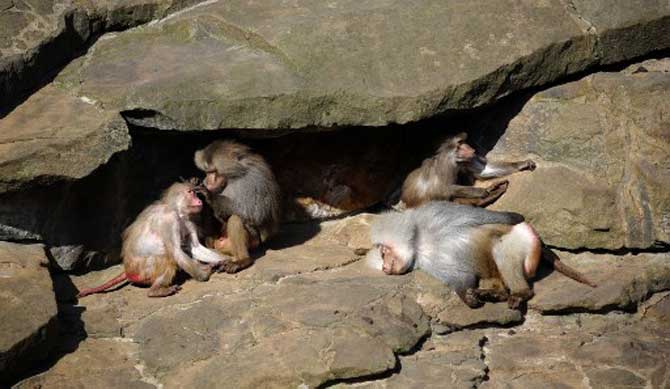 Baboons do their coat care as they rest in the sun in their enclosure of the Zoologischer Garten zoo in Berlin that was closed in a measure to fight the spread of the novel coronavirus.