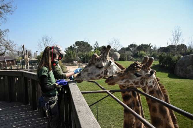 Keepers feed girafes at the 