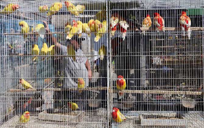 An Iraqi vendor stands behind a cage at Baghdad's Al-Ghazel bird market as the number of clients has dwindled due to fears of the spread of the coronavirus across Iraq. 