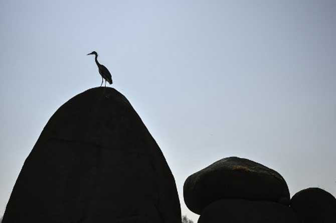 A heron is silhouetted at the 