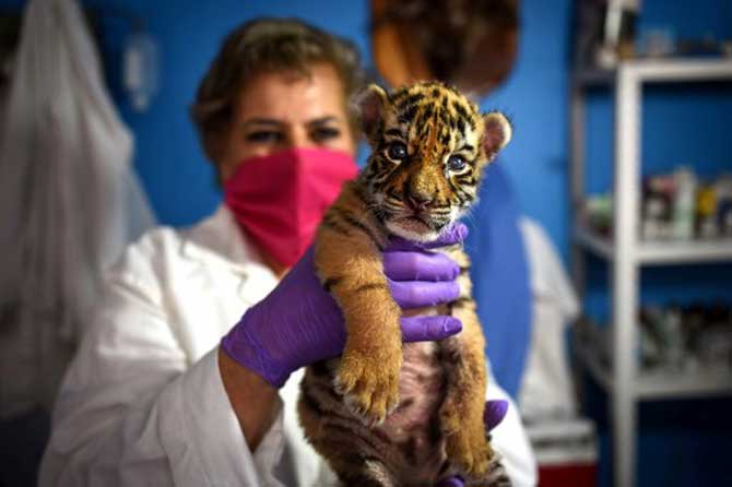 A veterinary holds a newborn Bengal tiger cub called 