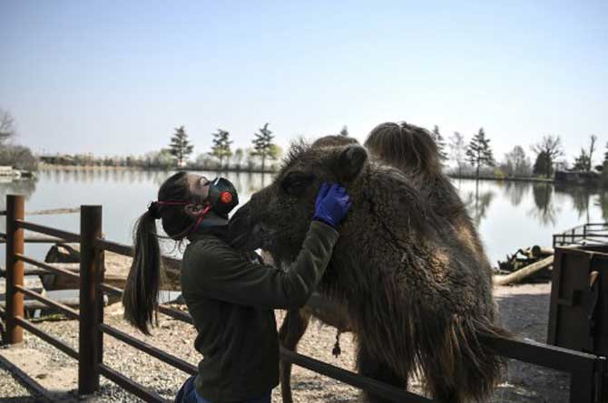 A keeper pets a camel at the 