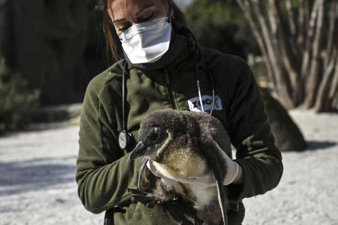 A keeper wearing a face mask holds a penguin at the 