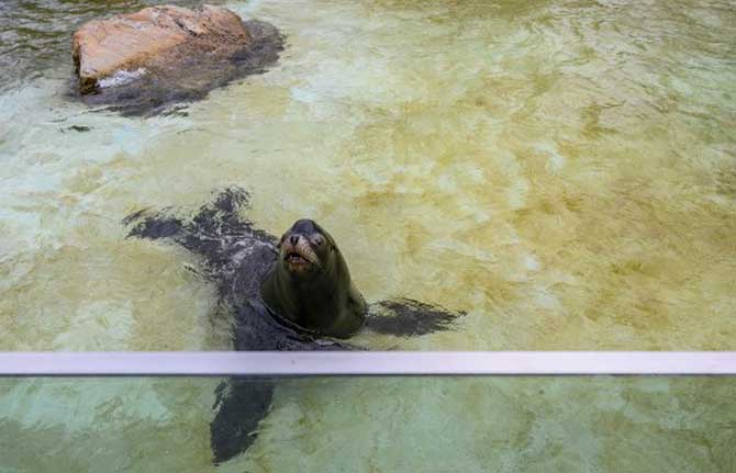 A seal swims in its enclosure at Berlin's Zoologischer Garten amid the COVID-19 pandemic.