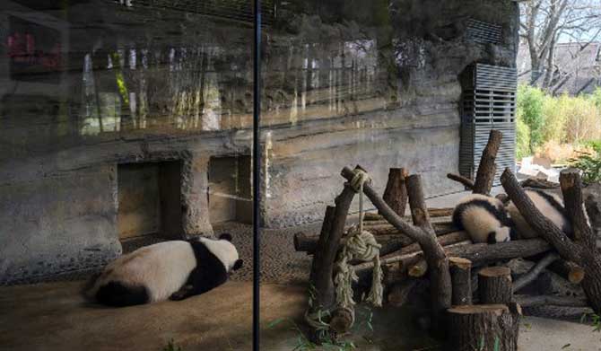 Giant female Panda Meng Meng (Left) and her offspring Meng Xiang and Meng Yuan (Right) have a nap in the empty Panda pavillion at Berlin's Zoologischer Garten amid the coronavirus.