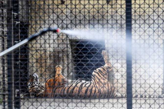 A worker (Left) sprays disinfectant near the cages of tigers during a government-imposed nationwide lockdown as a preventive measure against coronavirus, at Alipore Zoological Garden in Kolkata, India.