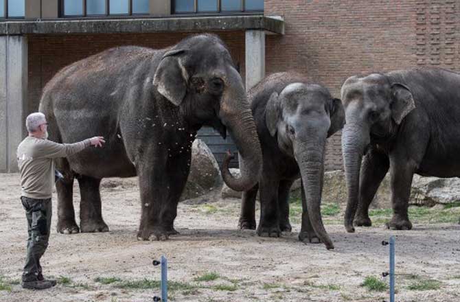 A zookeeper feeds Asian elephants at Berlin's Zoologischer Garten zoo amid a new coronavirus pandemic.