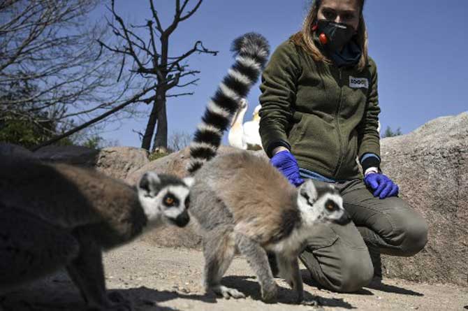 A keeper wearing a face mask checks lemurs at the 