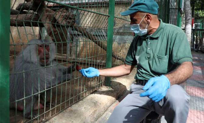 A Palestinian worker wearing protective gear feeds a peacock at the Qalqilya Zoo in the occupied West Bank, after the animal park was completely closed to visitors due to the coronavirus pandemic.
