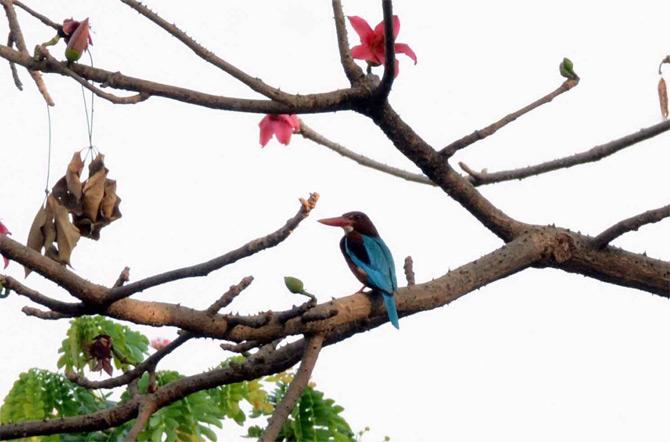 A white breasted Kingfisher bird was spotted on a tree at Kandivli's Samta Nagar amid the total lockdown in Mumbai due to COVID-19. Picture/Satej Shinde