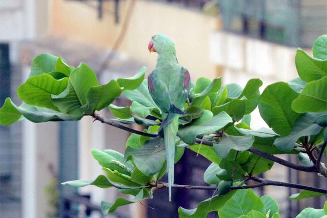 A beautiful green Indian Parrot was captured on an almond tree at Thakur Village in Mumbai's Kandivli amid the complete lockdown in the city. Picture/Satej Shinde