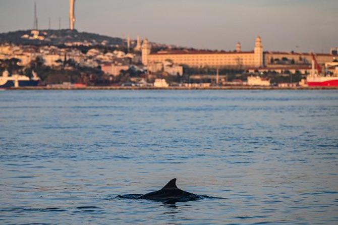A dolphin swims in the Bosphorus with a low boat traffic in the natural strait of Istanbul as the Turkish government announced a two-day curfew to prevent the spread of the COVID-19 epidemic caused by the novel coronavirus.
(All photos/AFP)