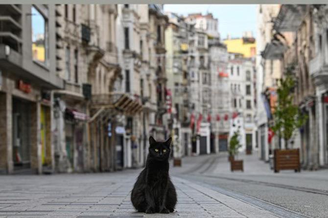 A stray cat surveys the empty street at Istiklal, the main shopping center of Istanbul. People isolated themselves at home amid curfew in Turkey due to coronavirus crisis.