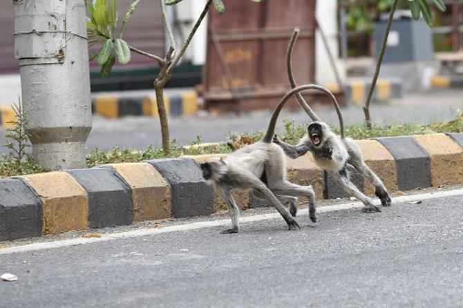 Grey langurs have a field day on a deserted road in Gujarat's Ahmedabad city. India is under a lockdown to combat the spread of the global pandemic coronavirus.