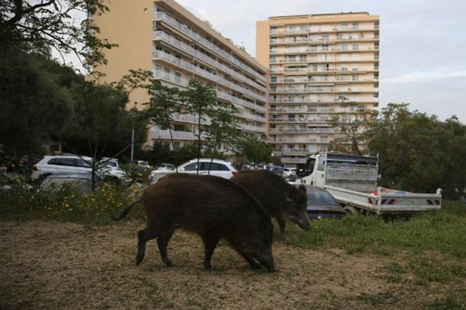 Wild boars roam freely in a garden close to a residential buildings in Ajaccio, on the French Mediterranean island of Corsica in France.