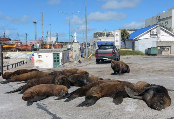 Sea lions can be seen taking a nap on the street of Mar del Plata harbour in Mar del Plata, some 400 km south of Buenos Aires, Argentina.