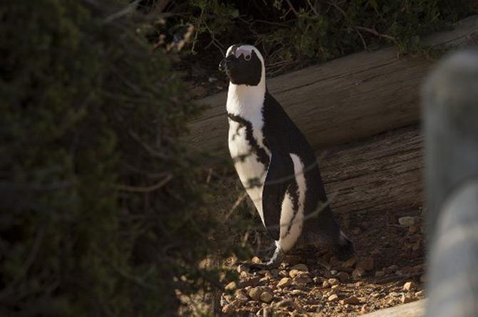 An African Penguin walks close to the popular Boulders Beach, in Simons Town in South Africa's Cape Town. This beach was closed due to the outbreak of the novel coronavirus.