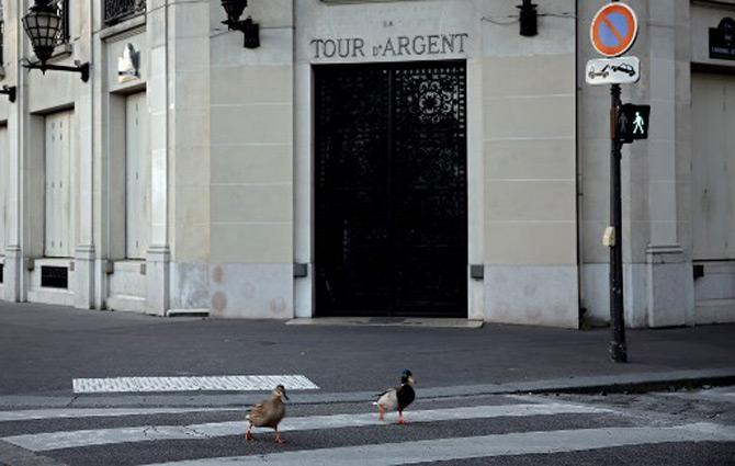 A pair of ducks can be seen crossing a street in front of the Michelin starred restaurant La Tour d'Argent in Paris, France 
