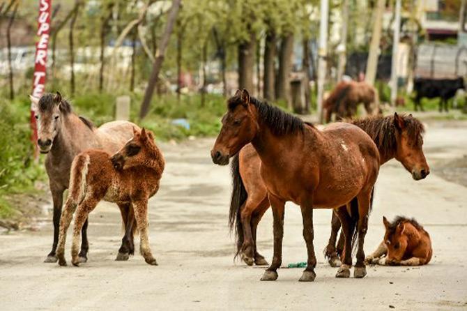 Horses gather on a deserted road at a residential area declared as a Red Zone for coronavirus by authorities in Jammu and Kashmir's Srinagar district as a preventive measure against the spread of the COVID-19 crisis.