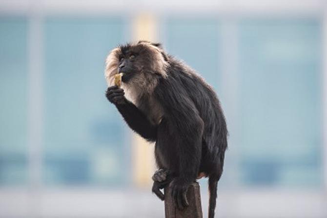 A Lion-tailed Macaque sitting on the top of a pole eats a snack at Berlin's Zoologischer Garten zoo as the zoo remains closed due to the the coronavirus epidemic.