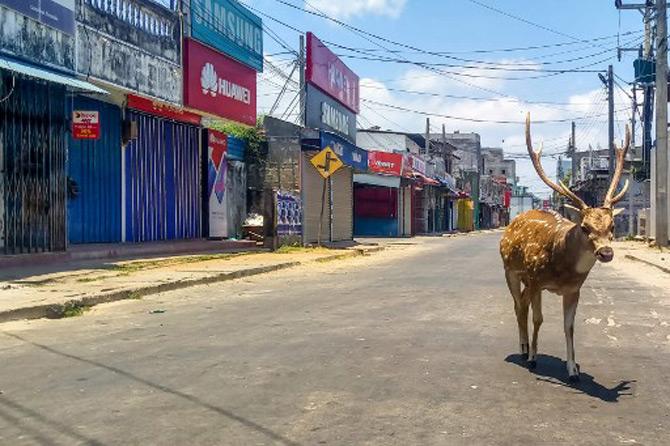 A deer roams a deserted street in the port city of Trincomalee, Sri Lanka during the government-imposed nationwide lockdown against the COVID-19 crisis.