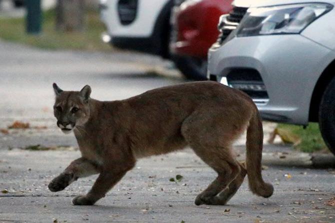 A picture released by Aton Chile shows young puma spotted on the streets of Santiago, which according to the Agricultural and Livestock Service (SAG) must have come down from the nearby mountains in search for food as less people are seen in the streets due to the coronavirus pandemic.