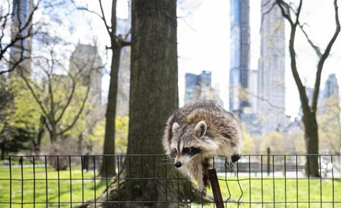 A racoon jumps over a fence in an almost deserted Central Park in Manhattan, New York City during the coronavirus lockdown across USA.