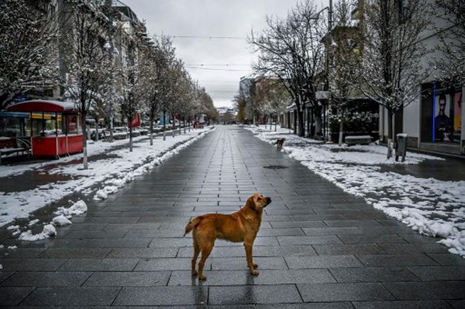 A stray dog stands on a snow-covered deserted square in Pristina, the capital and largest city of Kosovo during the government-imposed curfew from 5 pm to 5 am, as part of preventive measures against the spread of the COVID-19 crisis.