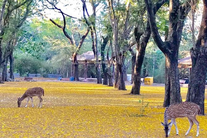 A group of deers roaming freely at Borivli's Sanjay Gandhi National Park (SGNP) as the park officials closed the zoo in wake of the global pandemic coronavirus. Picture/Sanjay Gandhi National Park