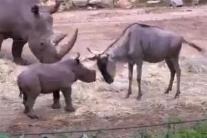 Viral video of baby rhino trying to make new friends amuses netizens