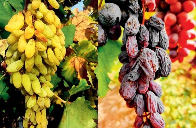 Drying bunches of green and black grapes on the vines